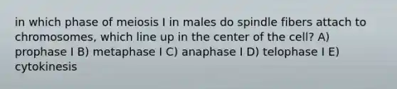 in which phase of meiosis I in males do spindle fibers attach to chromosomes, which line up in the center of the cell? A) prophase I B) metaphase I C) anaphase I D) telophase I E) cytokinesis