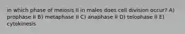 in which phase of meiosis II in males does cell division occur? A) prophase II B) metaphase II C) anaphase II D) telophase II E) cytokinesis