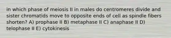 in which phase of meiosis II in males do centromeres divide and sister chromatids move to opposite ends of cell as spindle fibers shorten? A) prophase II B) metaphase II C) anaphase II D) telophase II E) cytokinesis