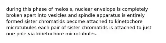 during this phase of meiosis, nuclear envelope is completely broken apart into vesicles and spindle apparatus is entirely formed sister chromatids become attached to kinetochore microtubules each pair of sister chromatids is attached to just one pole via kinetochore microtubules.