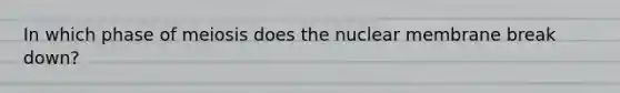 In which phase of meiosis does the nuclear membrane break down?