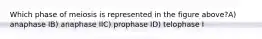 Which phase of meiosis is represented in the figure above?A) anaphase IB) anaphase IIC) prophase ID) telophase I