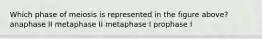 Which phase of meiosis is represented in the figure above? anaphase II metaphase II metaphase I prophase I