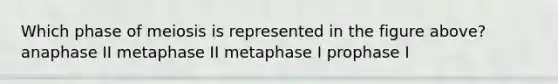 Which phase of meiosis is represented in the figure above? anaphase II metaphase II metaphase I prophase I