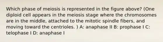 Which phase of meiosis is represented in the figure above? (One diploid cell appears in the meiosis stage where the chromosomes are in the middle, attached to the mitotic spindle fibers, and moving toward the centrioles. ) A: anaphase II B: prophase I C: telophase I D: anaphase I