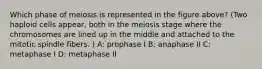 Which phase of meiosis is represented in the figure above? (Two haploid cells appear, both in the meiosis stage where the chromosomes are lined up in the middle and attached to the mitotic spindle fibers. ) A: prophase I B: anaphase II C: metaphase I D: metaphase II