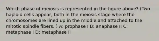 Which phase of meiosis is represented in the figure above? (Two haploid cells appear, both in the meiosis stage where the chromosomes are lined up in the middle and attached to the mitotic spindle fibers. ) A: prophase I B: anaphase II C: metaphase I D: metaphase II