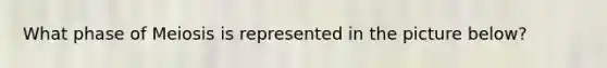 What phase of Meiosis is represented in the picture below?