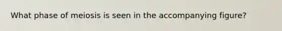 What phase of meiosis is seen in the accompanying figure?