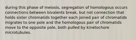 during this phase of meiosis, segregation of homologous occurs connections between bivalents break, but not connection that holds sister chromatids together each joined pair of chromatids migrates to one pole and the homologous pair of chromatids move to the opposite pole, both pulled by kinetochore microtubules.