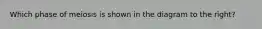 Which phase of meiosis is shown in the diagram to the right?