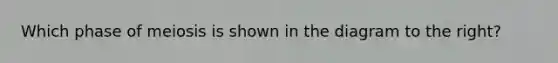 Which phase of meiosis is shown in the diagram to the right?