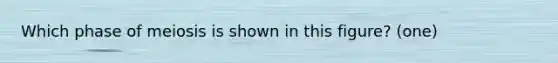 Which phase of meiosis is shown in this figure? (one)