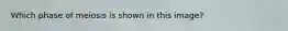 Which phase of meiosis is shown in this image?