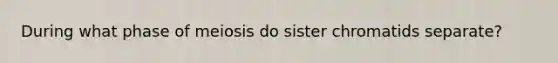 During what phase of meiosis do sister chromatids separate?