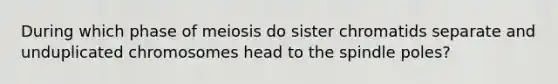 During which phase of meiosis do sister chromatids separate and unduplicated chromosomes head to the spindle poles?