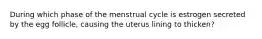 During which phase of the menstrual cycle is estrogen secreted by the egg follicle, causing the uterus lining to thicken?