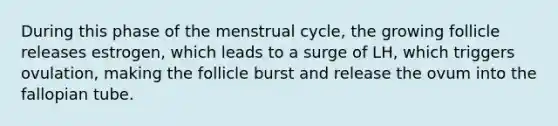 During this phase of the menstrual cycle, the growing follicle releases estrogen, which leads to a surge of LH, which triggers ovulation, making the follicle burst and release the ovum into the fallopian tube.