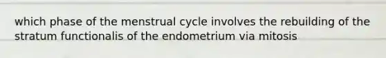 which phase of the menstrual cycle involves the rebuilding of the stratum functionalis of the endometrium via mitosis