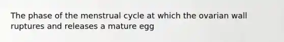 The phase of the menstrual cycle at which the ovarian wall ruptures and releases a mature egg