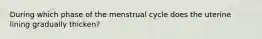 During which phase of the menstrual cycle does the uterine lining gradually thicken?