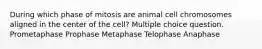 During which phase of mitosis are animal cell chromosomes aligned in the center of the cell? Multiple choice question. Prometaphase Prophase Metaphase Telophase Anaphase