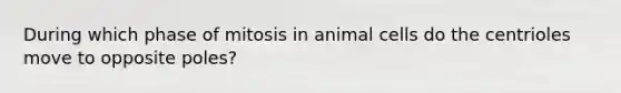 During which phase of mitosis in animal cells do the centrioles move to opposite poles?