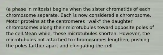 (a phase in mitosis) begins when the sister chromatids of each chromosome separate. Each is now considered a chromosome. Motor proteins at the centromeres "walk" the daughter chromosomes along their microtubules toward opposite poles of the cell.Mean while, these microtubules shorten. However, the microtubules not attached to chromosomes lengthen, pushing the poles farther apart and elongating the cell.