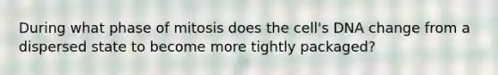 During what phase of mitosis does the cell's DNA change from a dispersed state to become more tightly packaged?