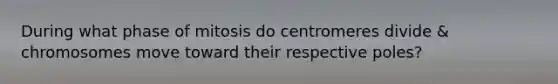 During what phase of mitosis do centromeres divide & chromosomes move toward their respective poles?