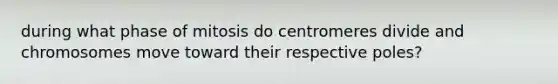 during what phase of mitosis do centromeres divide and chromosomes move toward their respective poles?