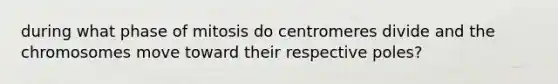 during what phase of mitosis do centromeres divide and the chromosomes move toward their respective poles?