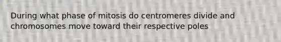 During what phase of mitosis do centromeres divide and chromosomes move toward their respective poles