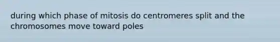 during which phase of mitosis do centromeres split and the chromosomes move toward poles