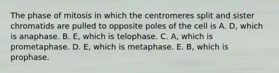 The phase of mitosis in which the centromeres split and sister chromatids are pulled to opposite poles of the cell is A. D, which is anaphase. B. E, which is telophase. C. A, which is prometaphase. D. E, which is metaphase. E. B, which is prophase.