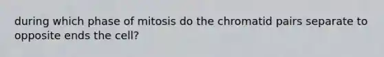 during which phase of mitosis do the chromatid pairs separate to opposite ends the cell?