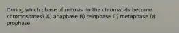 During which phase of mitosis do the chromatids become chromosomes? A) anaphase B) telophase C) metaphase D) prophase