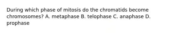 During which phase of mitosis do the chromatids become chromosomes? A. metaphase B. telophase C. anaphase D. prophase