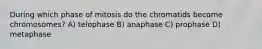 During which phase of mitosis do the chromatids become chromosomes? A) telophase B) anaphase C) prophase D) metaphase