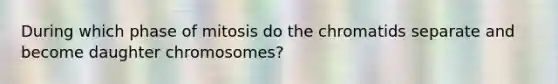 During which phase of mitosis do the chromatids separate and become daughter chromosomes?