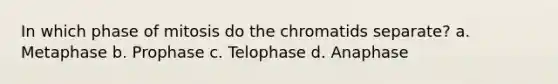 In which phase of mitosis do the chromatids separate? a. Metaphase b. Prophase c. Telophase d. Anaphase