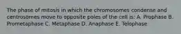 The phase of mitosis in which the chromosomes condense and centrosomes move to opposite poles of the cell is: A. Prophase B. Prometaphase C. Metaphase D. Anaphase E. Telophase