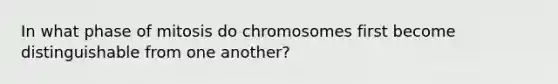 In what phase of mitosis do chromosomes first become distinguishable from one another?