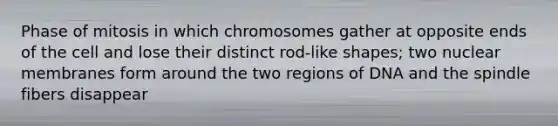 Phase of mitosis in which chromosomes gather at opposite ends of the cell and lose their distinct rod-like shapes; two nuclear membranes form around the two regions of DNA and the spindle fibers disappear