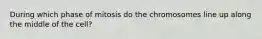 During which phase of mitosis do the chromosomes line up along the middle of the cell?