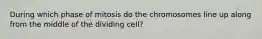 During which phase of mitosis do the chromosomes line up along from the middle of the dividing cell?