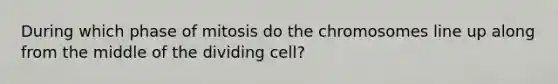 During which phase of mitosis do the chromosomes line up along from the middle of the dividing cell?