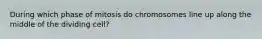 During which phase of mitosis do chromosomes line up along the middle of the dividing cell?
