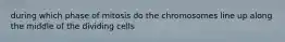 during which phase of mitosis do the chromosomes line up along the middle of the dividing cells
