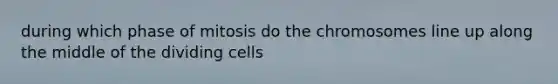 during which phase of mitosis do the chromosomes line up along the middle of the dividing cells